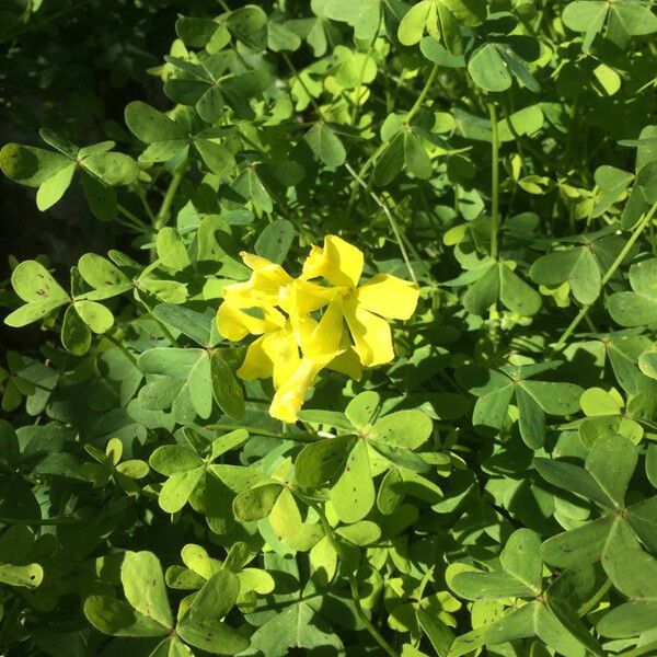 Oxalis pes-caprae Flower