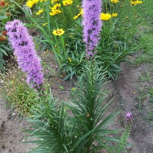 Liatris spicata 花