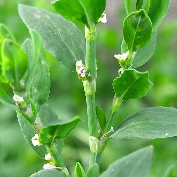 Polygonum arenastrum Leaf