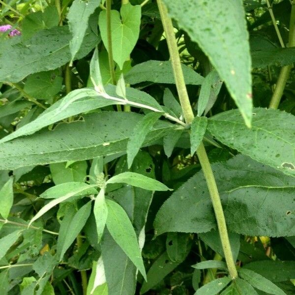 Buddleja davidii 葉