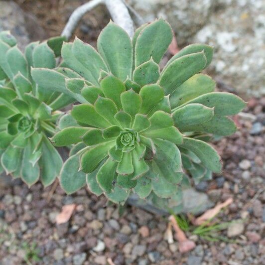 Aeonium percarneum Kita