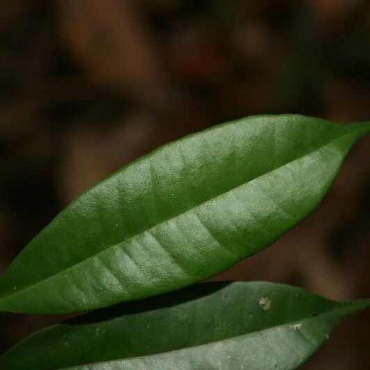 Myrcia decorticans Leaf