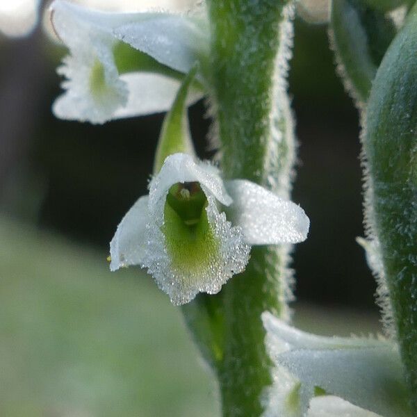 Spiranthes spiralis Fiore