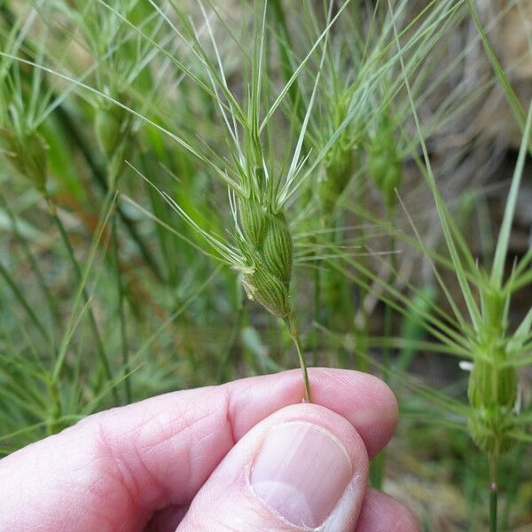 Aegilops neglecta Blomst