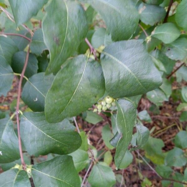 Lonicera periclymenum Liść