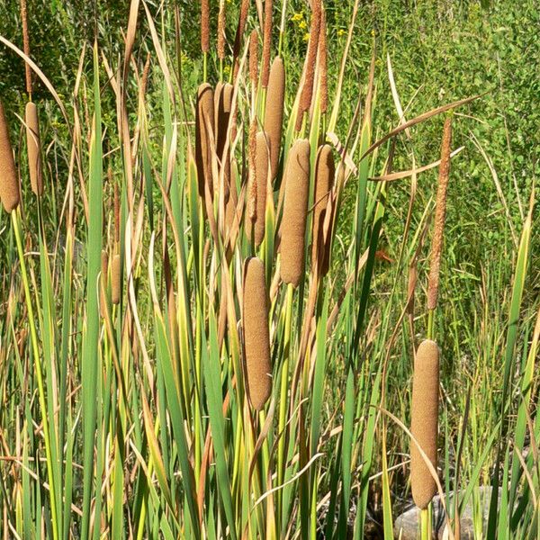 Typha domingensis പുഷ്പം