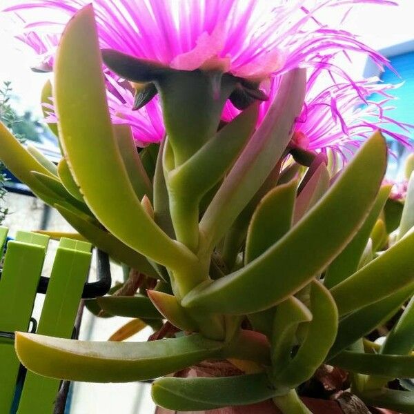 Carpobrotus acinaciformis Leaf