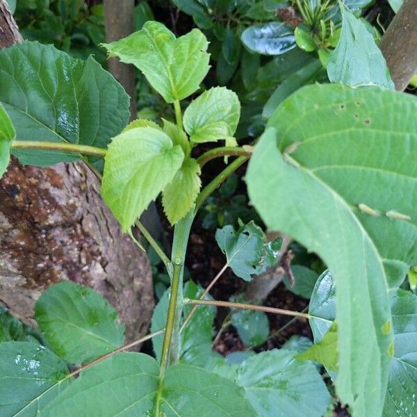 Davidia involucrata Листок