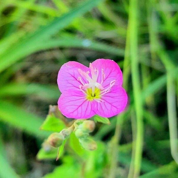 Oenothera rosea 花