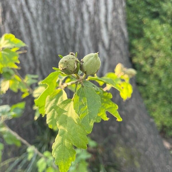 Hibiscus syriacus Fruit