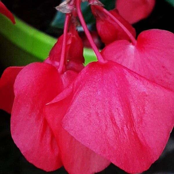 Begonia coccinea 花