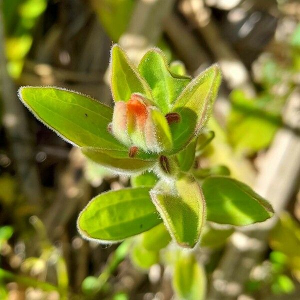 Castilleja arvensis অন্যান্য