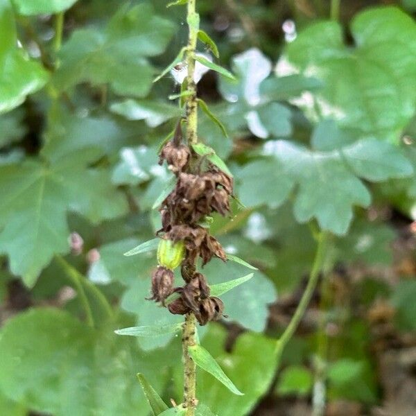 Epipactis helleborine പുഷ്പം