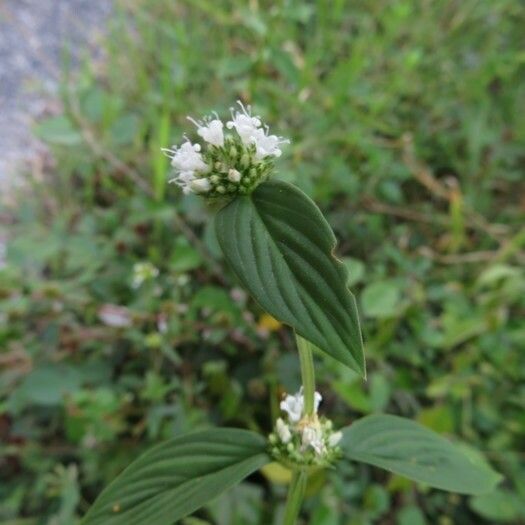 Spermacoce latifolia Flower