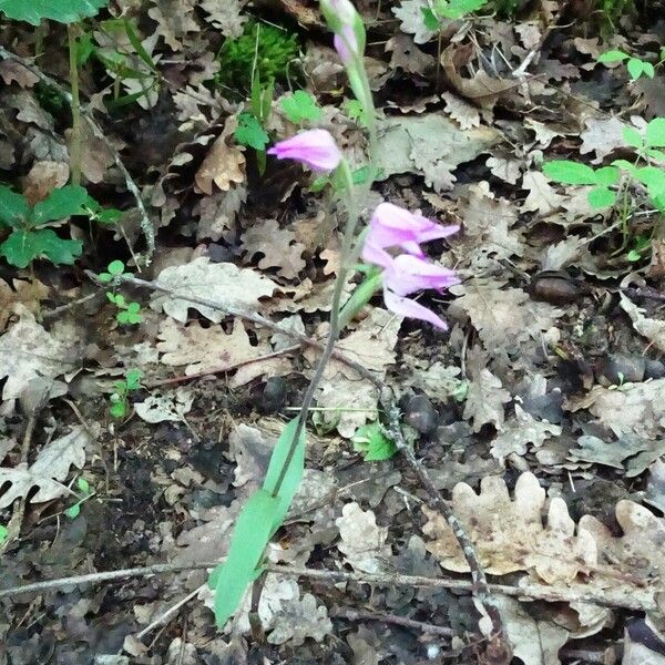 Cephalanthera rubra Vekstform