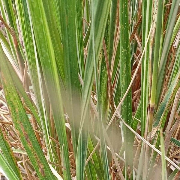 Calamagrostis epigejos Blatt