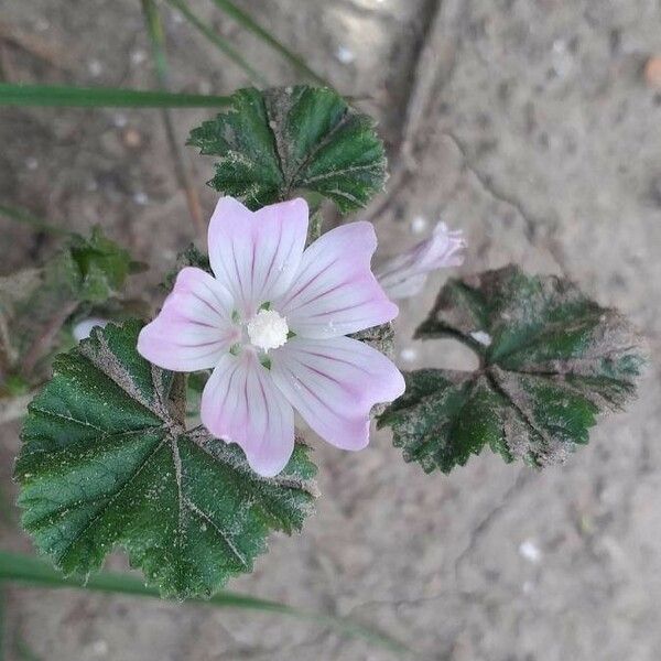 Malva neglecta Цветок