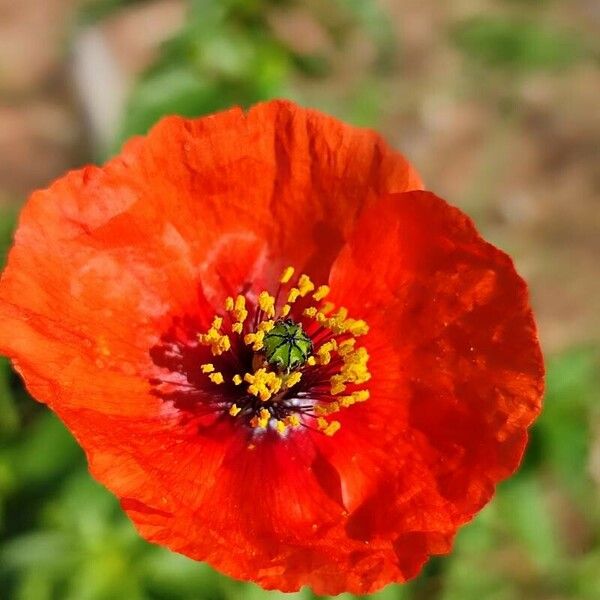 Papaver pinnatifidum 花