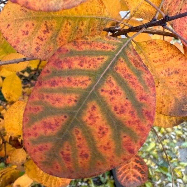 Cotinus obovatus Floare