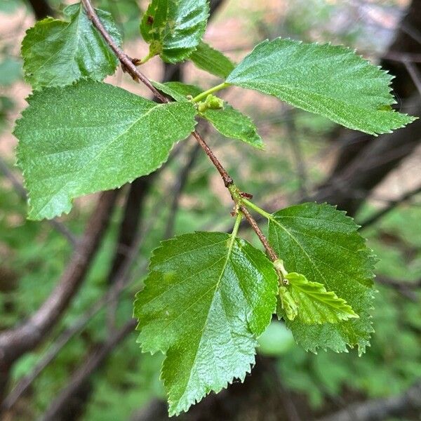 Betula occidentalis ᱥᱟᱠᱟᱢ