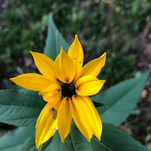 Helianthus tuberosus Žiedas