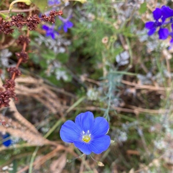 Linum lewisii പുഷ്പം