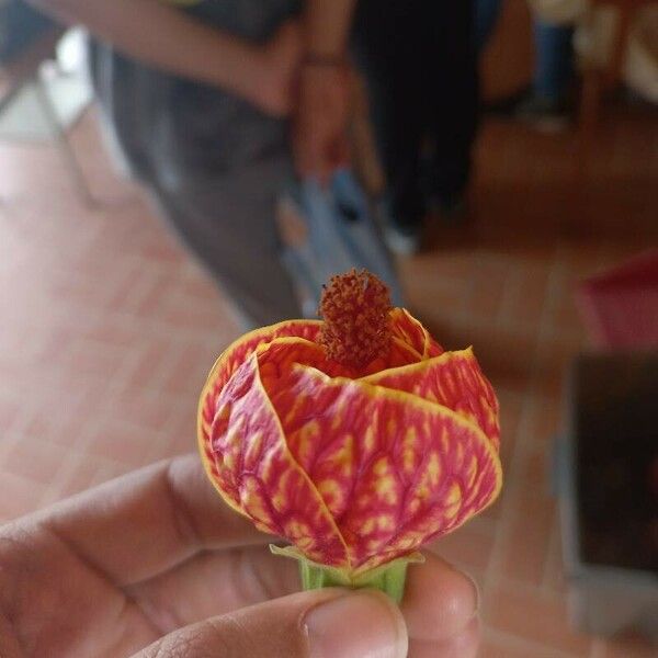 Callianthe picta Flower