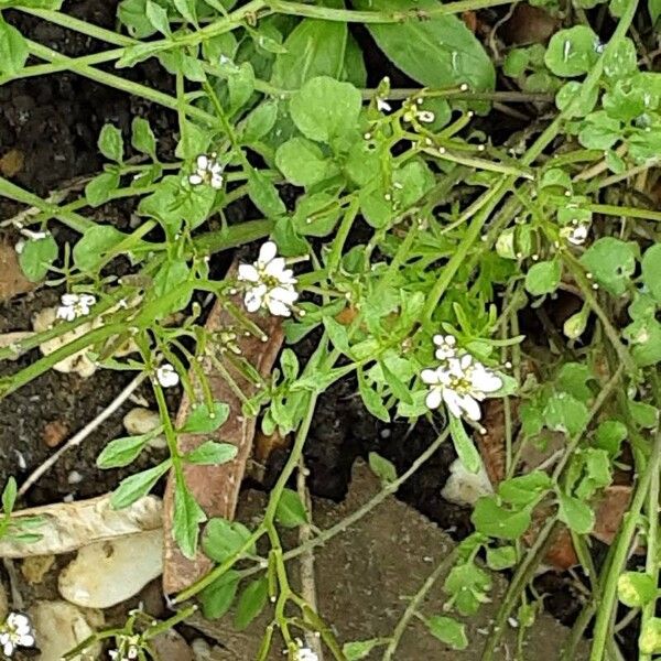 Cardamine flexuosa Vekstform