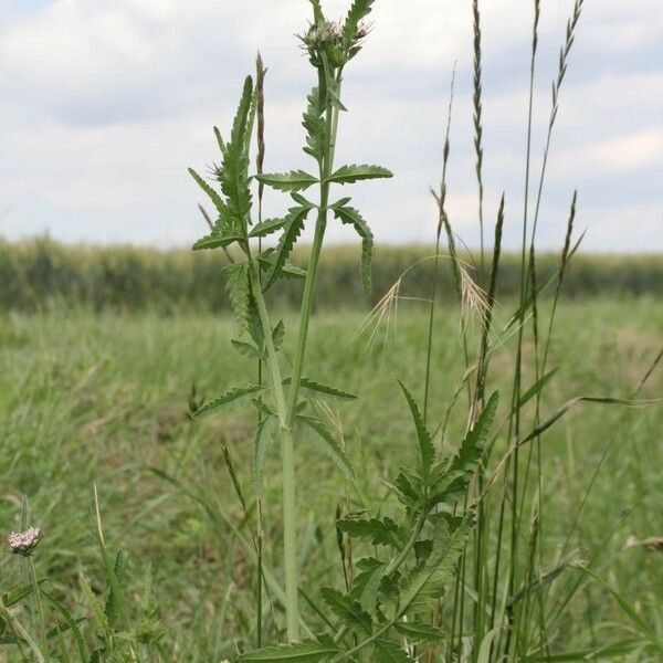 Sison segetum Habit