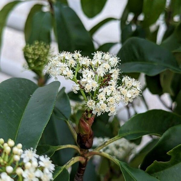 Photinia glabra Fiore