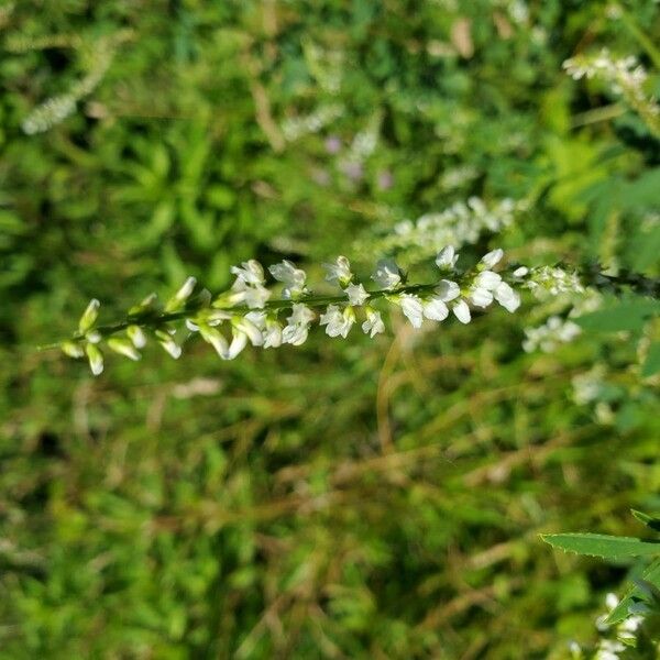 Polygala paniculata Квітка