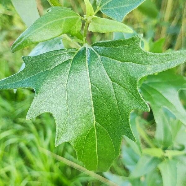 Atriplex sagittata Leaf