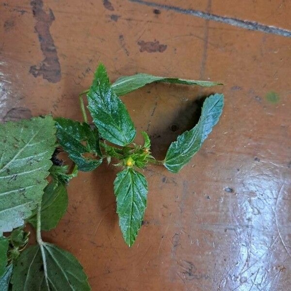 Acalypha australis Flower