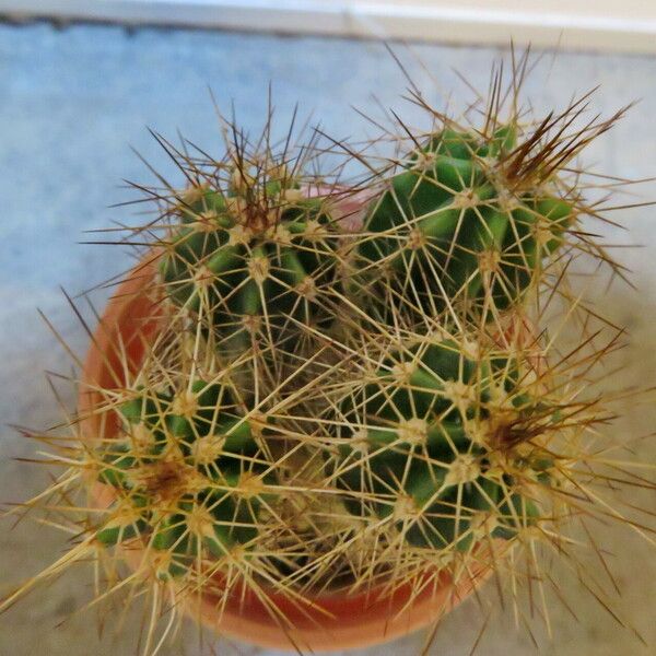 Echinocereus coccineus عادت داشتن