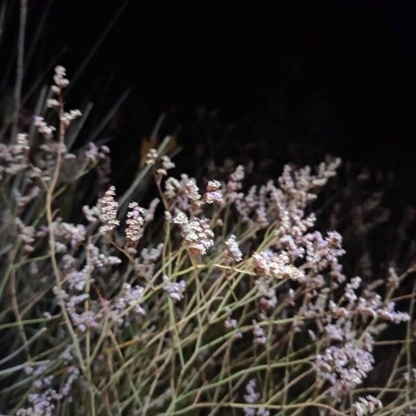 Limonium bellidifolium Kvet