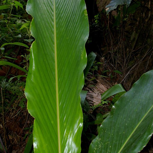 Renealmia alpinia Habitat