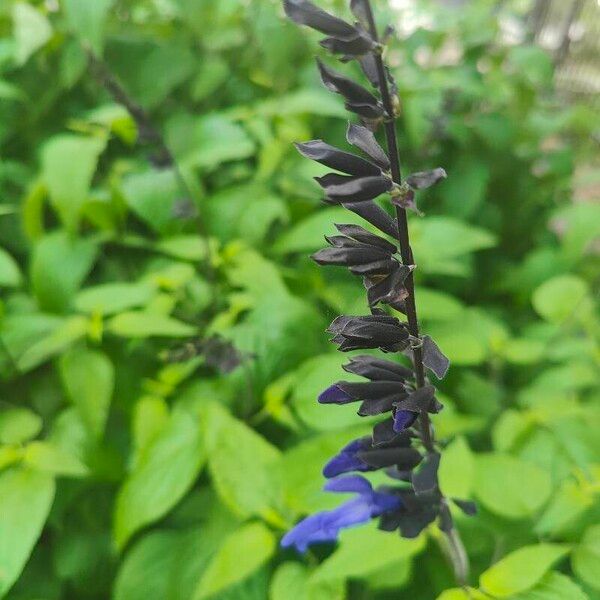 Salvia guaranitica Flower