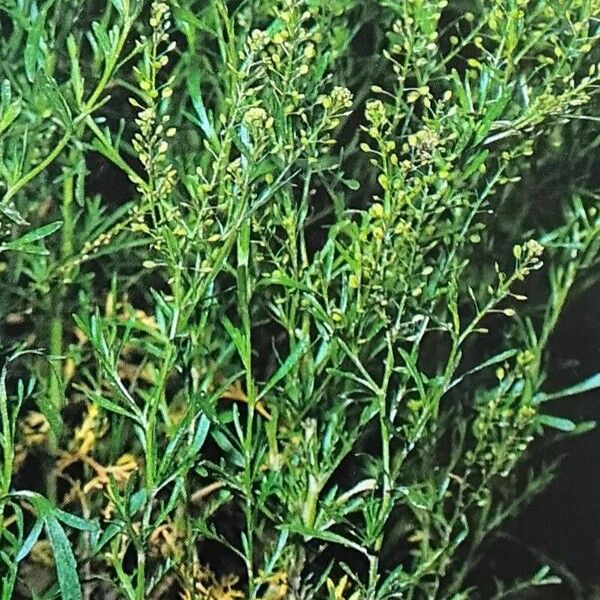 Lepidium ruderale عادت