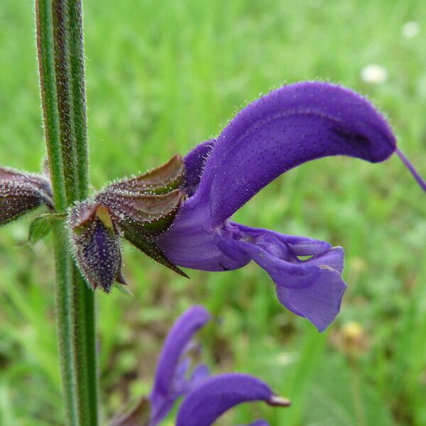 Salvia pratensis Blomst