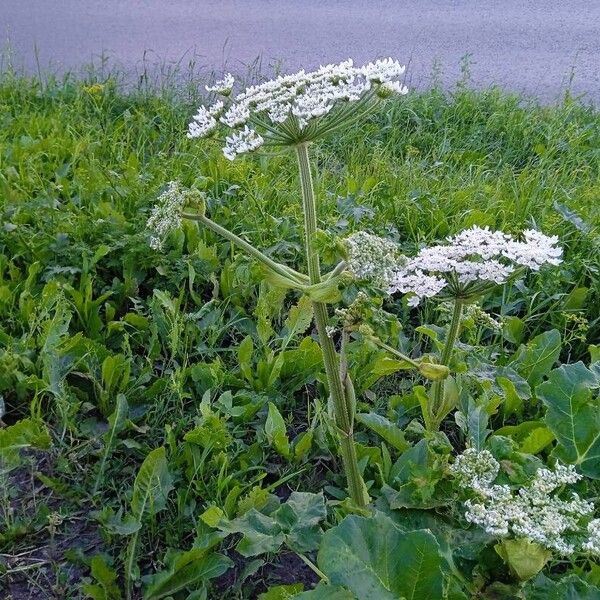 Heracleum sosnowskyi Fleur