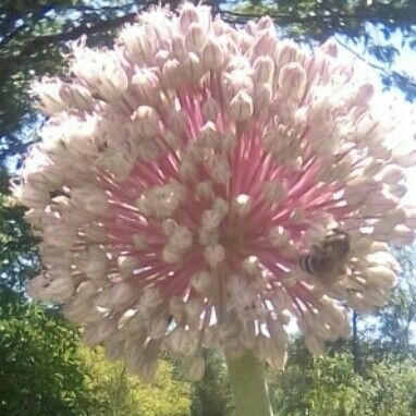 Allium porrum Květ