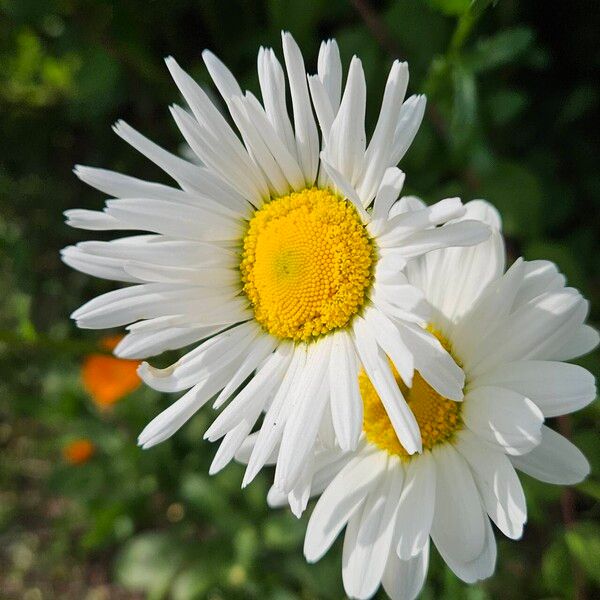 Leucanthemum ircutianum Кветка