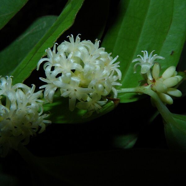 Smilax domingensis फूल