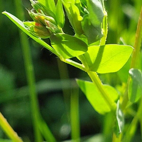 Lathyrus pratensis Liść