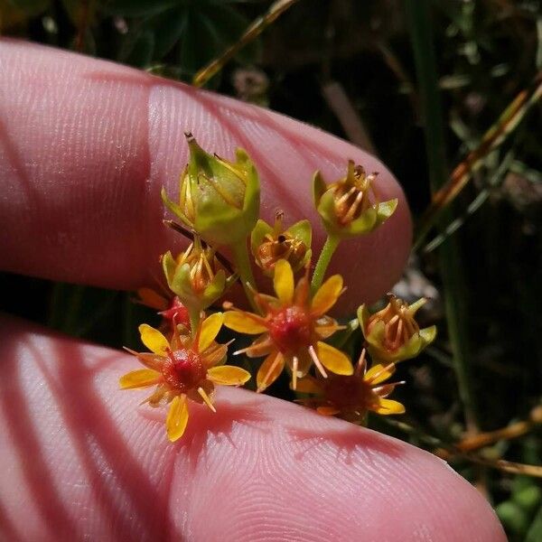 Saxifraga aizoides Flower