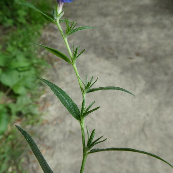 Aegonychon purpurocaeruleum Кора