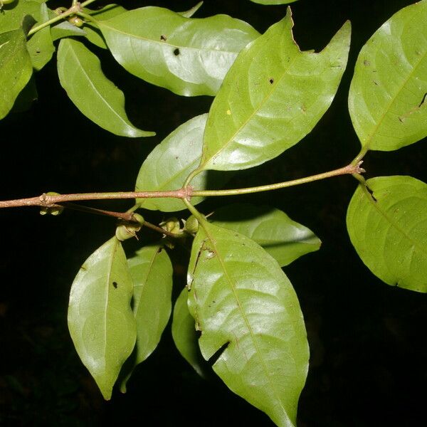 Cassipourea elliptica List