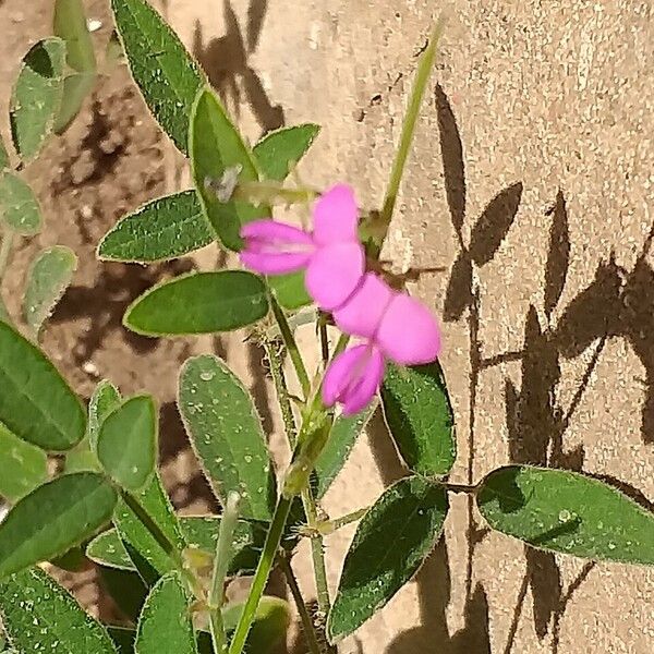 Desmodium incanum Blatt