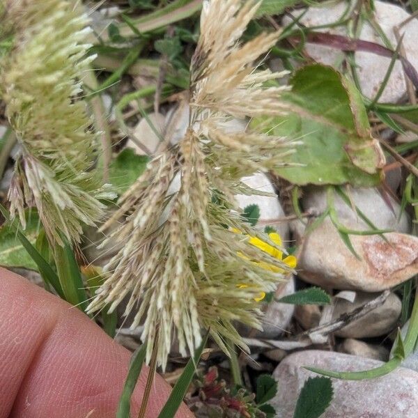 Lamarckia aurea Floro