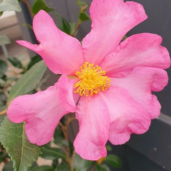 Camellia sasanqua 花